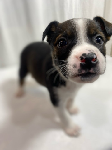 Australian Shepherd – Australian shepherd mix Puppies for sale