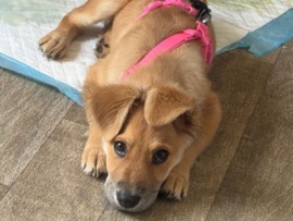 Golden Retriever – Adorable Golden Retriever Puppy for Sale – 4 Months Old – Chula Vista