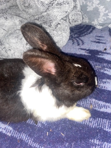 Checkered Giant – rabbit