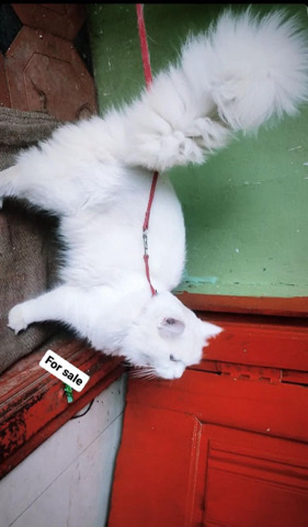  male cat  for sale   contact- ***