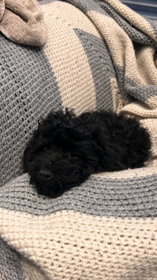Poodle – Male Black Toy Poodle Puppy