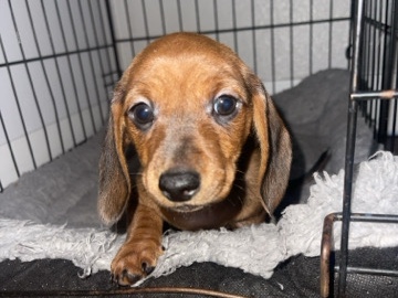 Dachshund – dachshund puppy female – Riverside