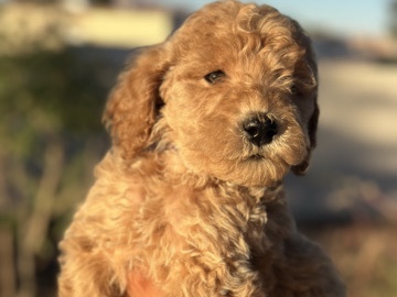 Goldendoodle – Goldendoodle teddy bears – Las Vegas