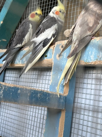 Cockatiel – cocktails