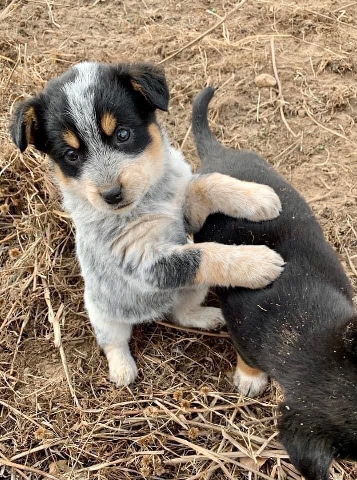 Bulldog – FREE PUPPIES🐶 they are blue heeler/corgi mixed wit
