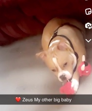 American Pit Bull Terrier – Bully Pitt