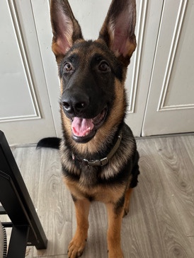 German Shepherd – German Shepherd Puppy - Buddy