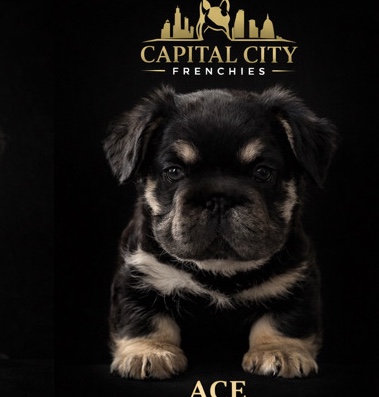 French Bulldog – Fluffy tri colored frenchie male , AKC , fluffy , pink carrier – Columbus