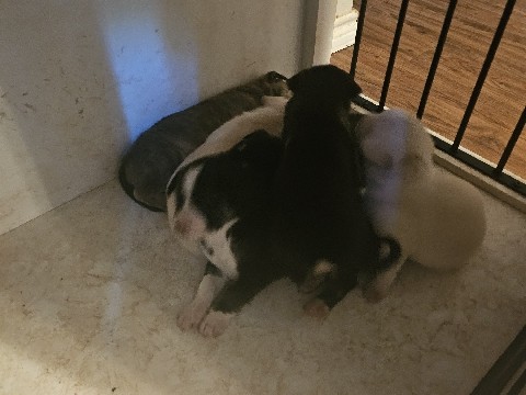 Pungsan Dog – 8 Puppies – Goodrich