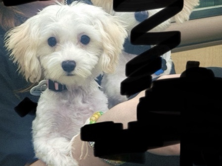 Image of Maltipoo