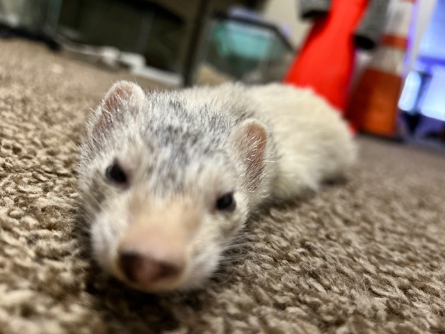 ferret – Older ferrets , must rehome