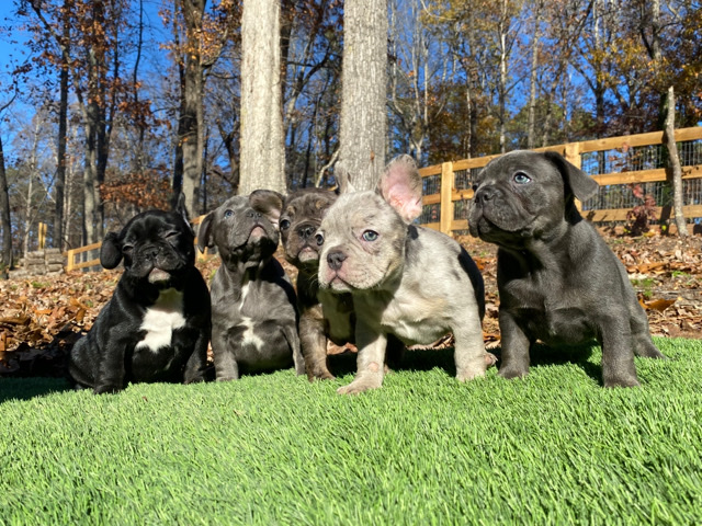 French Bulldog – Puppy