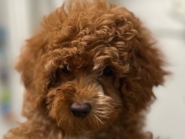 Cockapoo – Friendly 1-Year-Old Cockapoo Available in New York – New York