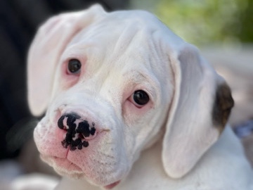 Boxer – Boxer Puppy For Sale – Old Orchard Beach