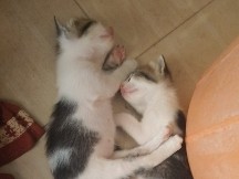 Cats Kitten – Chennai