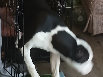 American Pit Bull Terrier – need good home for my pup – Plainfield