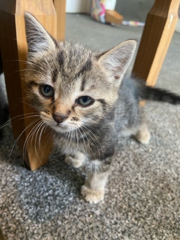 Russian White, Black and Tabby – two kittens £50 each