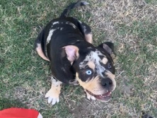 American Bulldog – Dog – Fresno
