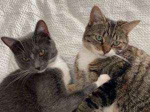 American Shorthair – Rehome Mabel&Myrtle – Charlotte