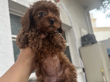 All - toy poodle  available for adoption in Dubai