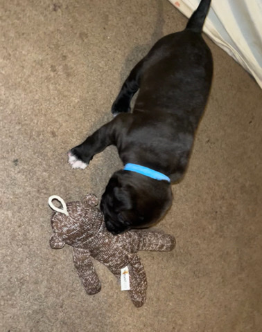 American Pit Bull Terrier – pit mix rott
