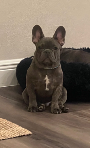 French Bulldog – Male Frenchie 9 months old