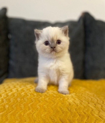 Brazilian Shorthair – 4 male kitten short/long haired kittens for sale