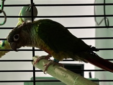 Conure – Green Cheek Conure – Jeffersonville