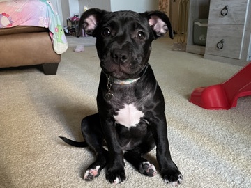 Labrador Retriever – 14 week old black labrador/pitbull mix – Orange