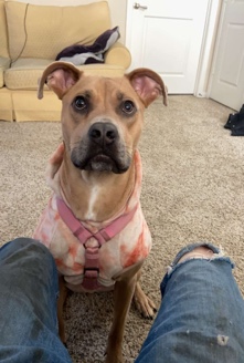American Pit Bull Terrier – free to good owners
