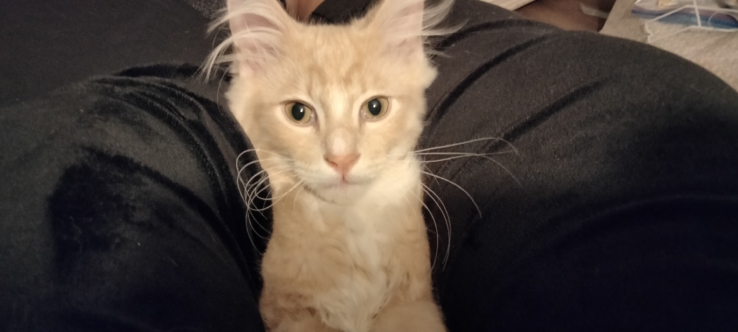 Kitten