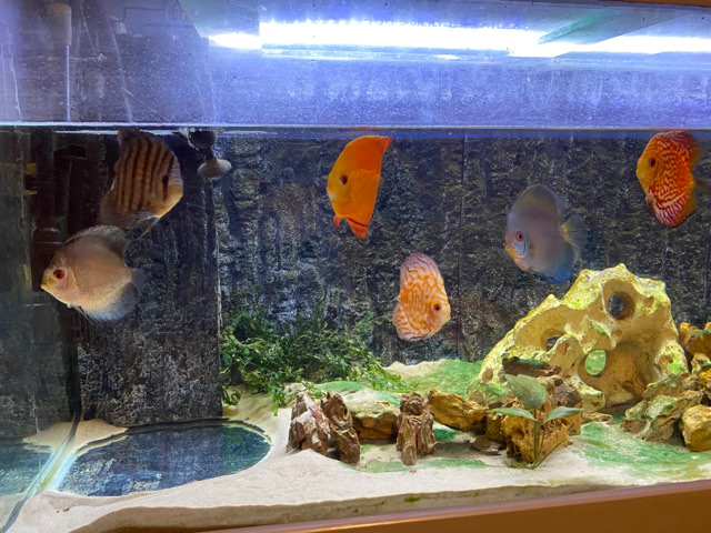 discus fish