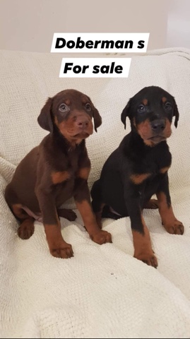 Doberman Pinscher – Dobermann pups
