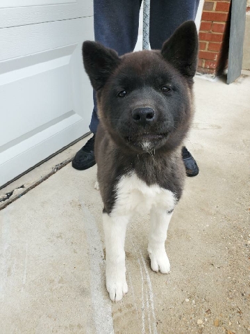 Akita – 8 month old female American akita