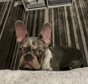 French Bulldog – frenchie