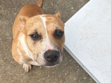 American Pit Bull Terrier – Milo needs a new home, I have no time for him – Palmetto