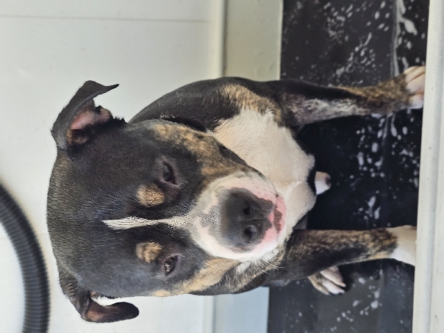 American Bulldog – Creed...American Buly