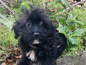 Maltipoo – Energetic Female Maltipoo Puppy for Sale in Longwood – Longwood
