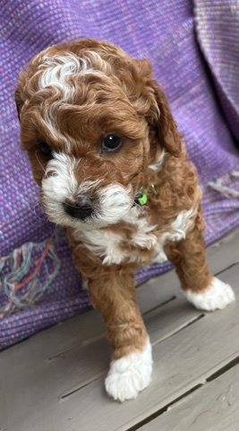 Male Mini Gdendoodle