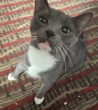 British Shorthair – Female cat for free