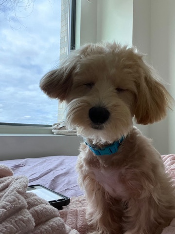 Poodle – Geneva