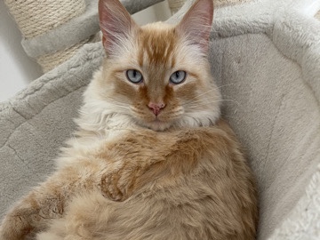Siamese – Manny Flame Point Siamese URGENT ‼️with Bonded Brother Danny – Marrero