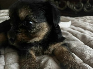 Yorkshire Terrier – Pedigree Yorkshire Terrier Puppy – 6 Weeks Old – San Bernardino