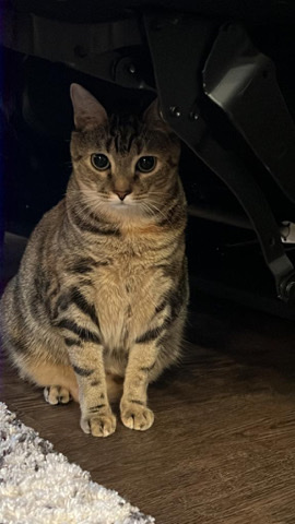 Russian White, Black and Tabby – tabby cat