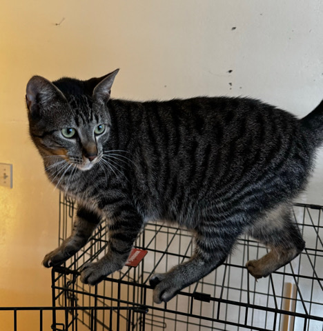 American Shorthair – Re-Home cat