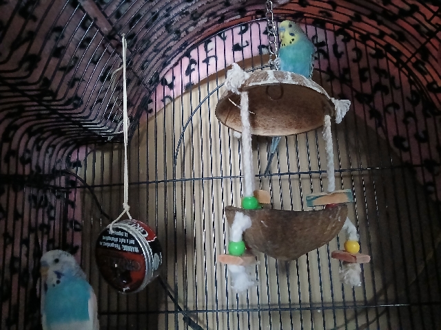 Parakeet – 2 male parakeets – Whitney