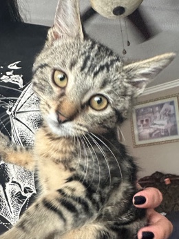 boy kitten needs a good home ❤️