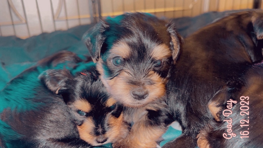 Yorkshire Terrier – yorkie pups