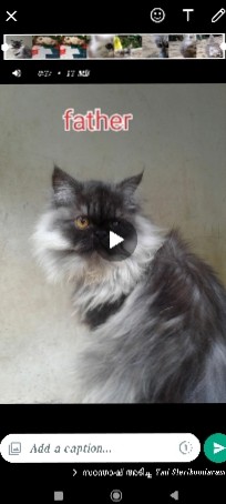 Persian (Modern) – kitten