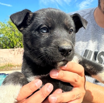 Pitbull Husky Puppies